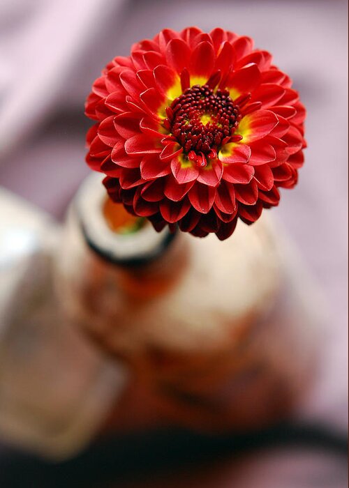 Red Flower Greeting Card featuring the photograph One Flower In Old Bottle by Laura Mountainspring