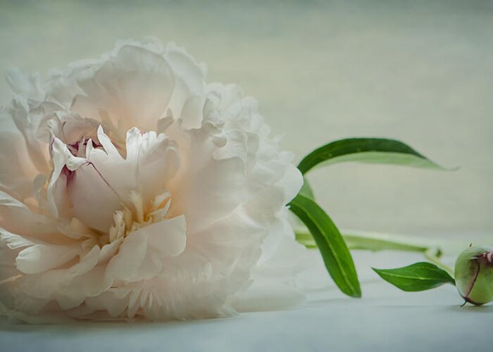 Peony Greeting Card featuring the photograph One Last Bloom by Maggie Terlecki