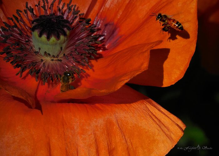 Poppies Greeting Card featuring the photograph One Poppy and a Bee by Jill Westbrook