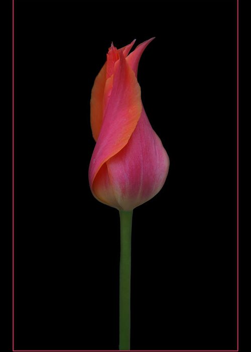Red Tulip Greeting Card featuring the photograph One Red Tulip by Nikolyn McDonald