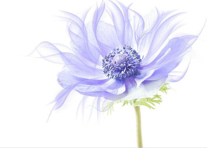 Anemone Greeting Card featuring the photograph One up on mother nature. by Usha Peddamatham