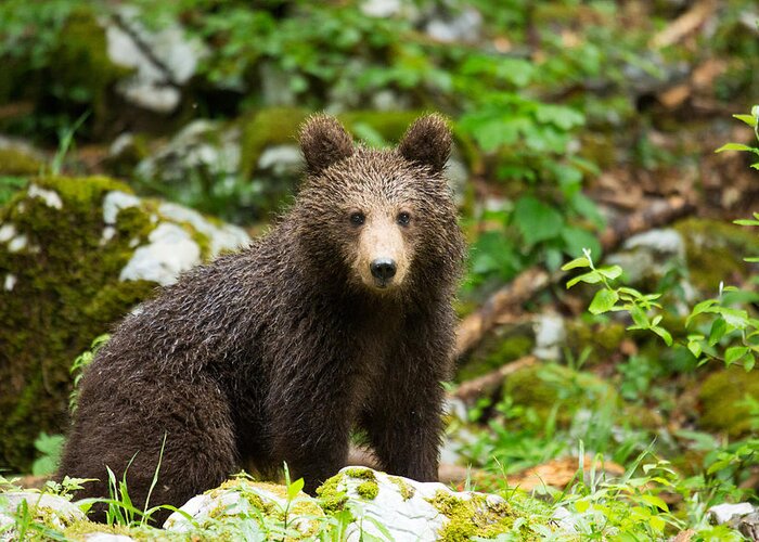 Brown Greeting Card featuring the photograph One year old Brown Bear in Slovenia by Ian Middleton