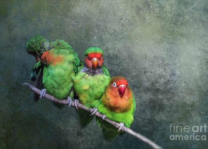 Lovebirds Greeting Card featuring the photograph One,Two,Three... by Eva Lechner