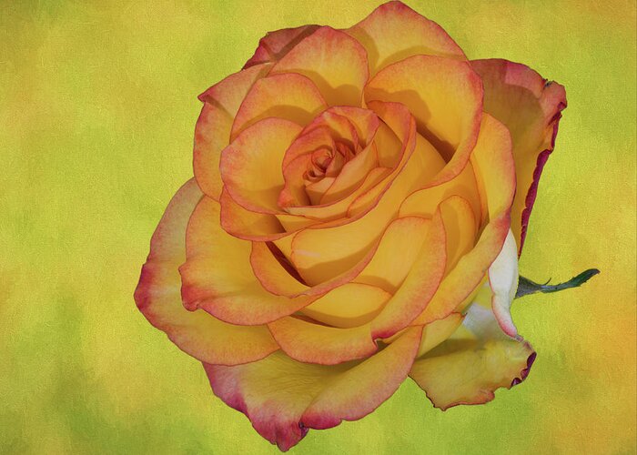 Detailed Rose Greeting Card featuring the photograph Only a Rose by John Roach