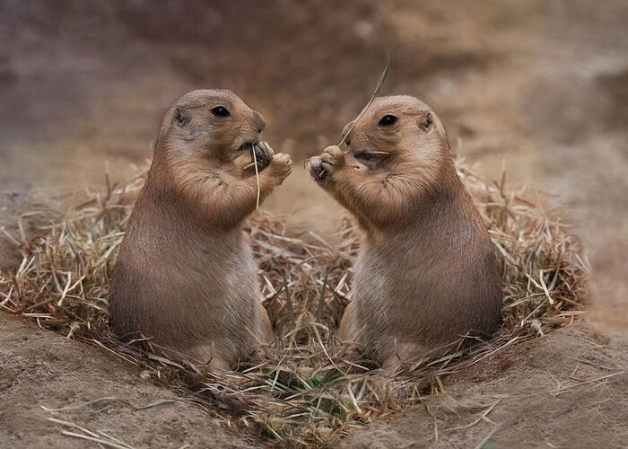 Prairie Dogs Greeting Card featuring the photograph Only Hearts II by Robin-Lee Vieira