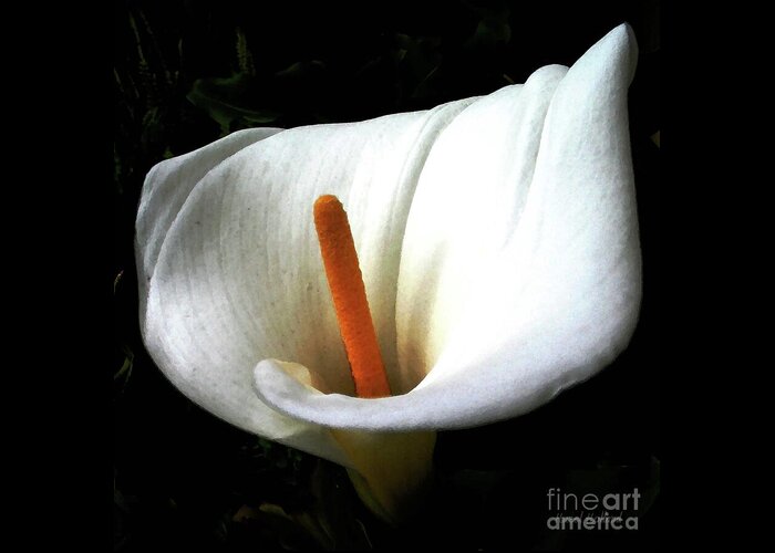 Calla Lily Greeting Card featuring the photograph The Light Dispels Darkness by Hazel Holland
