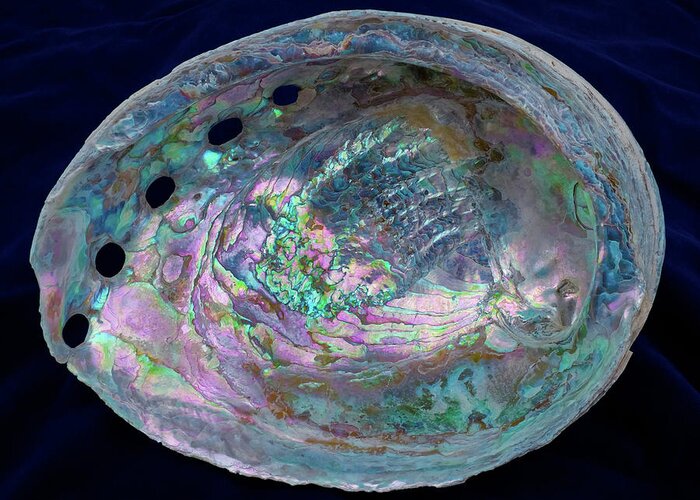Abalone Greeting Card featuring the photograph Opalescent Abalone Seashell on Blue Velvet by Kathy Anselmo