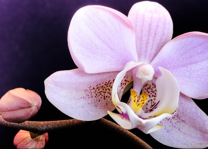 Flowers Greeting Card featuring the photograph Open Orchid by Wendy Carrington