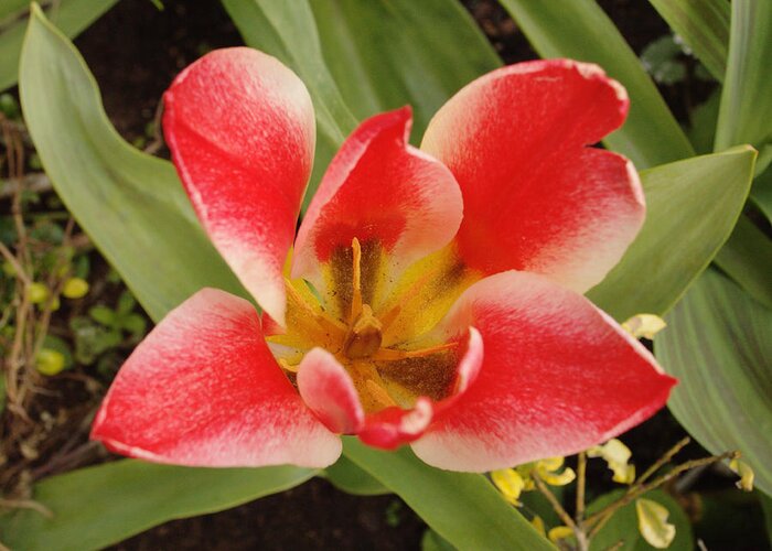 Flowers Greeting Card featuring the photograph Open Tulip by Adrian Wale