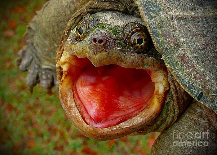 Snapping Turtle Greeting Card featuring the photograph Open Wide by Judi Bagwell