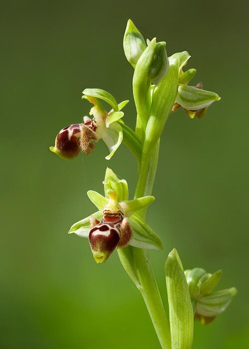 Ophrys Greeting Card featuring the photograph Ophrys Carmeli by Yuri Peress