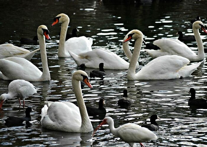 Swans Greeting Card featuring the photograph Opposites Attract by Carolyn Mickulas