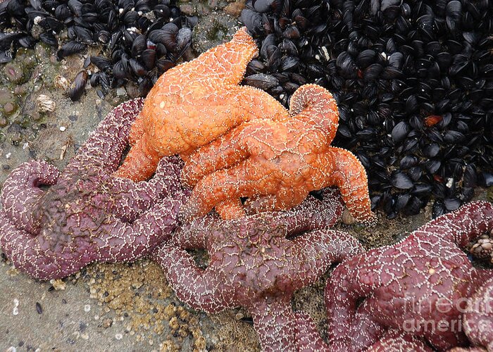 Ruby Beach And Beach 4 Greeting Card featuring the photograph Orange and Purple Starfish by Chuck Flewelling