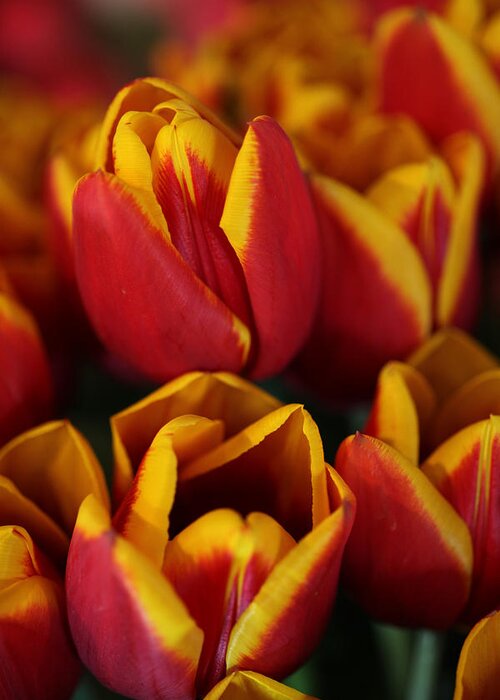 Tulips Greeting Card featuring the photograph Orange and Yellow Tulips by Tammy Pool