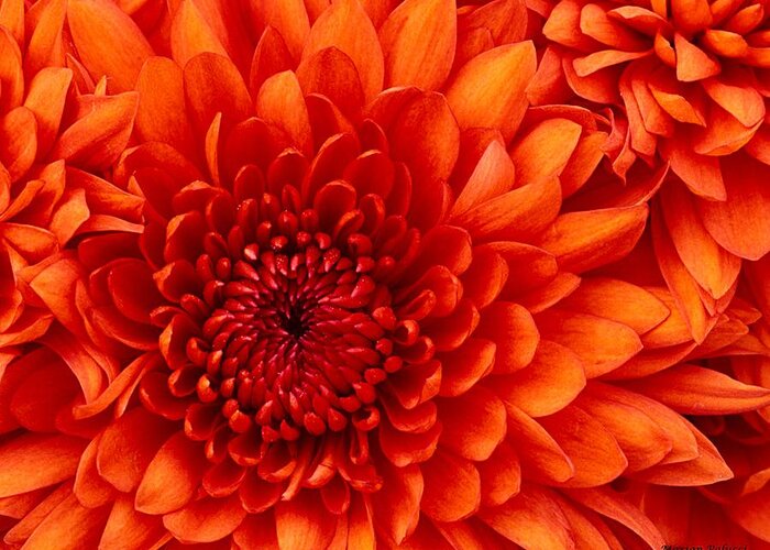 Chrysanthemums Greeting Card featuring the photograph Orange Bloom by Marian Lonzetta