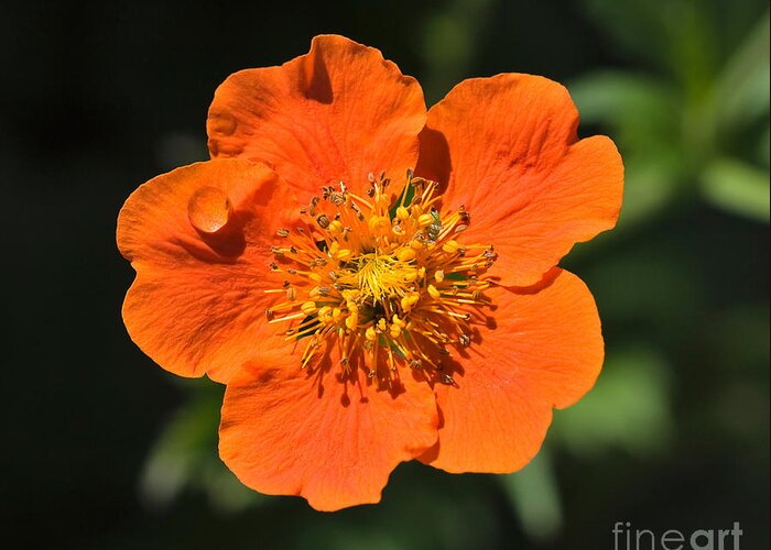Flower Greeting Card featuring the photograph Orange bloom of Geum Nordek by Louise Heusinkveld
