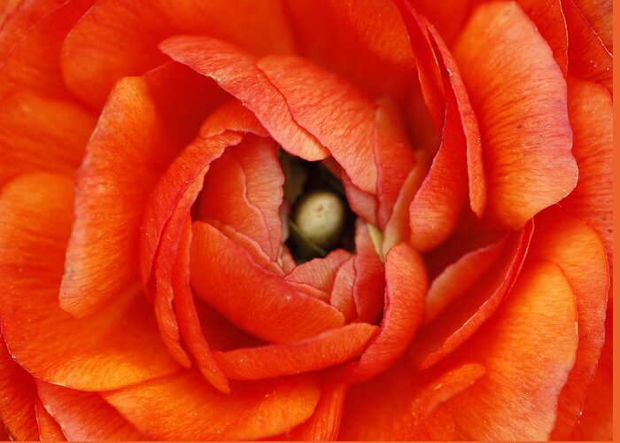 Flower Greeting Card featuring the photograph Orange Buttercup Abstract by Darren Fisher