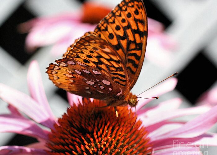 Butterfly Greeting Card featuring the photograph Orange Butterfly by Smilin Eyes Treasures