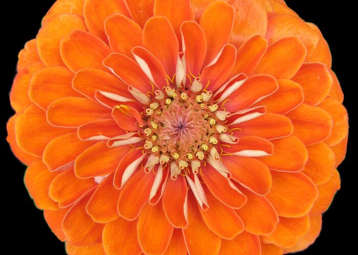 Orange Zinia Flower Flowers Summer Close Up Garden Nature Greeting Card featuring the photograph Orange Crush Zinia by Kat Dee