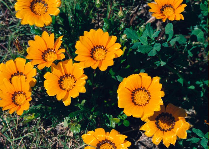Film Greeting Card featuring the photograph Orange Daisies--Film Image by Matthew Bamberg