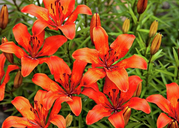 Plants Greeting Card featuring the photograph Orange Day Lillies by Mary Jo Allen