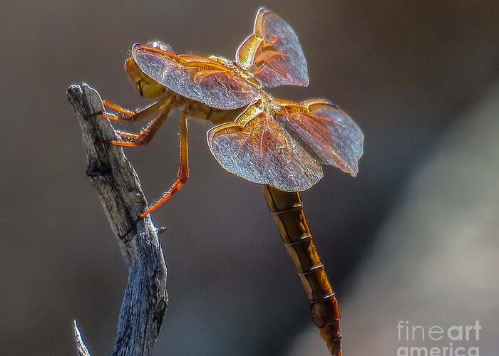 Nature Greeting Card featuring the photograph Dragonfly 2 by Christy Garavetto