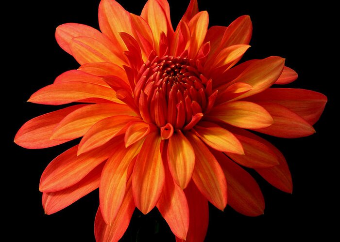 Orange Greeting Card featuring the photograph Orange Flame by Robert Och