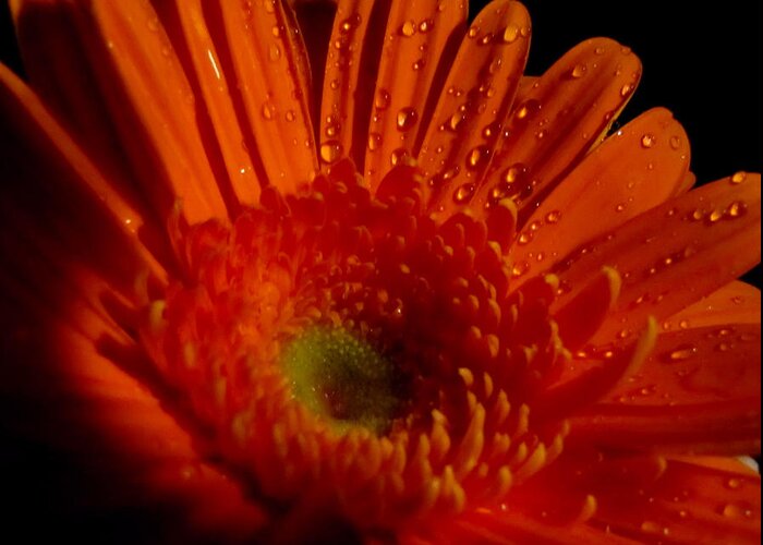Macro Greeting Card featuring the photograph Orange Gerbera by September Stone