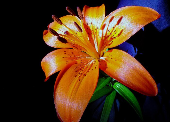 Flower Greeting Card featuring the photograph orange Glow by Robert Och