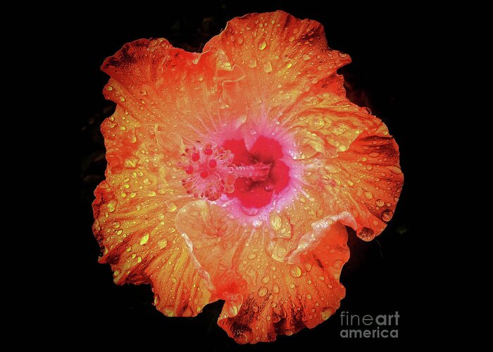 Flower Greeting Card featuring the photograph Orange Hibiscus by Barry Bohn