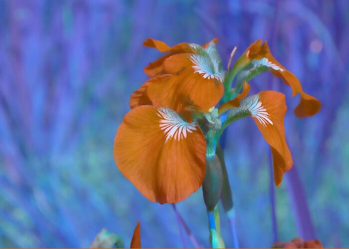 Whimsy Greeting Card featuring the photograph Orange Iris by Cathy Mahnke