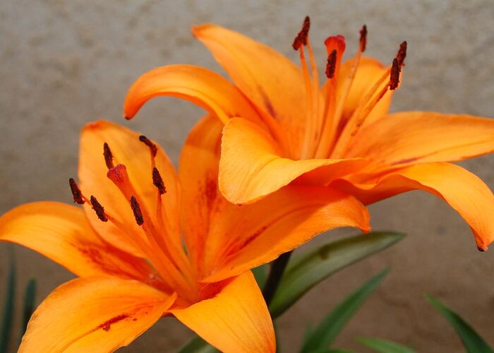 Flower Greeting Card featuring the photograph Orange Lilies 2 by Amy Fose