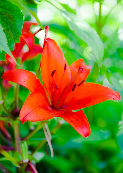 Bellingham Greeting Card featuring the photograph Orange Lily by Judy Wright Lott