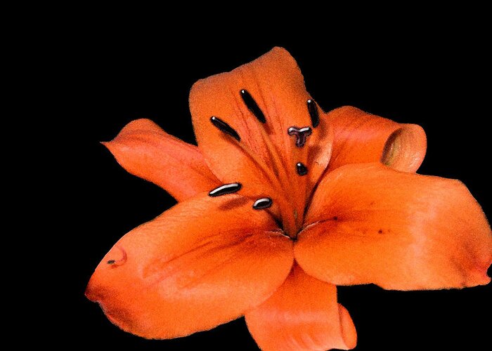 Flowers Greeting Card featuring the photograph Orange Orchid on Black by Karen Nicholson