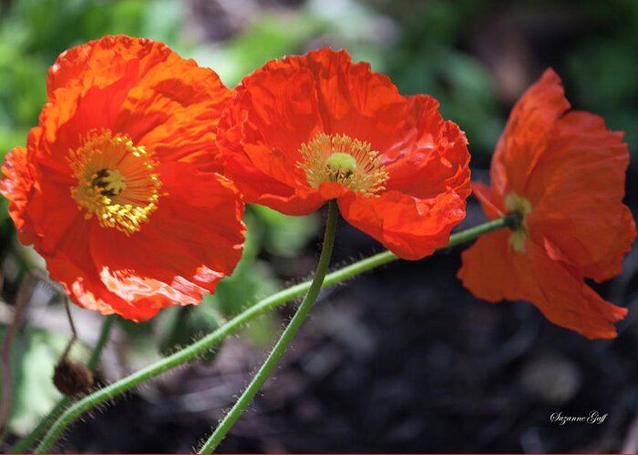 Photograph Greeting Card featuring the photograph Orange Poppy Triplet by Suzanne Gaff