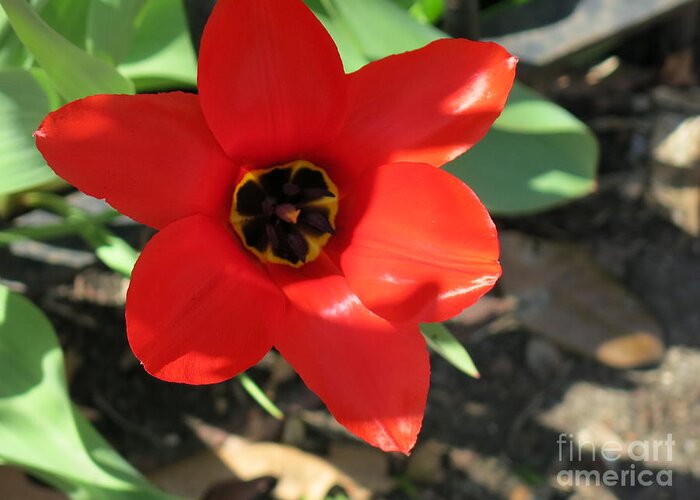 Orange Greeting Card featuring the photograph Orange Red Flower by Rod Ismay
