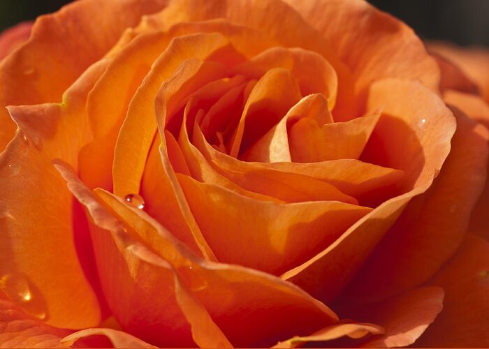 Orange Rose Greeting Card featuring the photograph Orange Rose 2 by Steve Purnell
