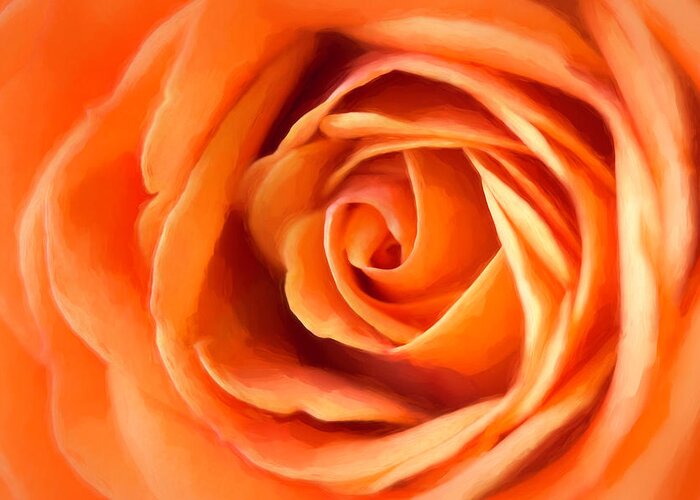 Rose Greeting Card featuring the photograph Orange Rose by Cindi Ressler