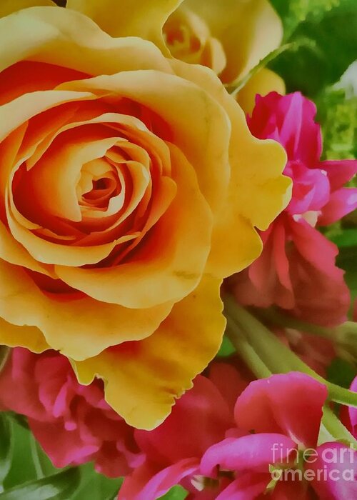 Contest Winner Greeting Card featuring the photograph Orange Rose by Jenny Revitz Soper