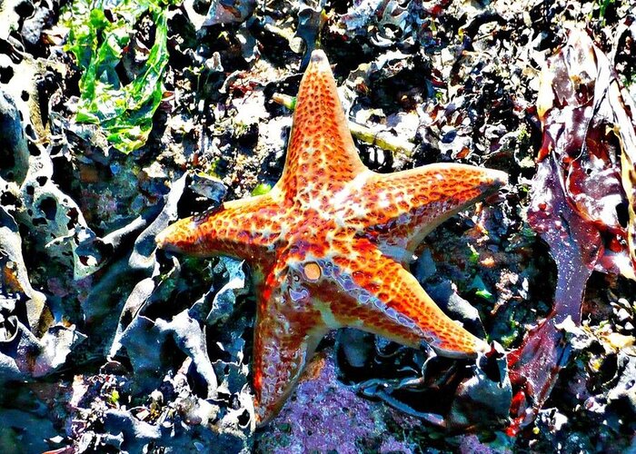 Starfish Greeting Card featuring the photograph Orange Starfish by 'REA' Gallery