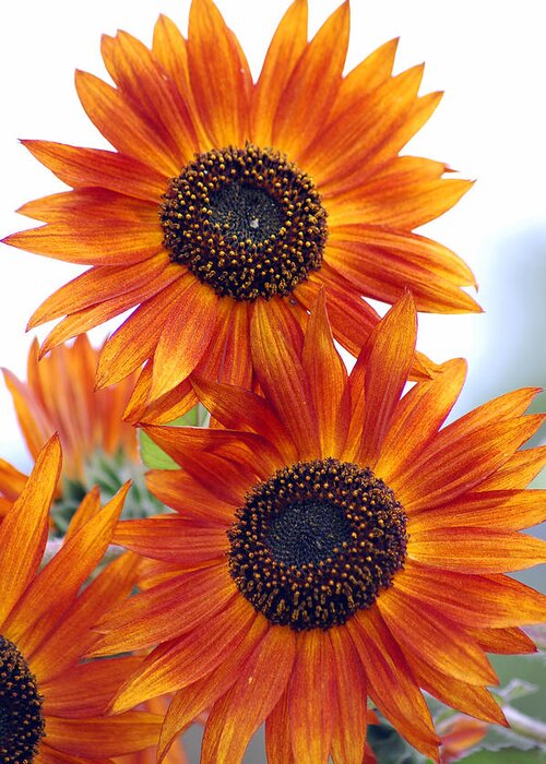 Sunflower Greeting Card featuring the photograph Orange Sunflower 2 by Amy Fose