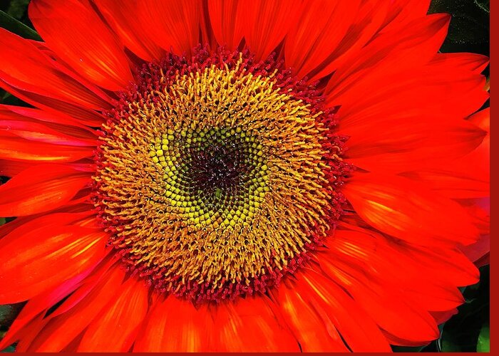 Flora Greeting Card featuring the photograph Orange Sunflower by Bruce Bley
