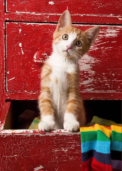 Kitten Greeting Card featuring the photograph Orange tabby kitten in red drawer by Garry Gay