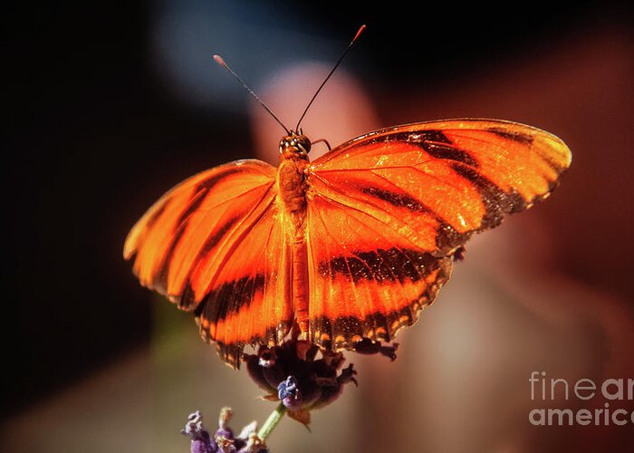 Butterfly Greeting Card featuring the photograph Orange Tiger Butterfly by Robert Bales