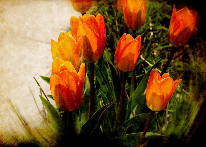Tulip Greeting Card featuring the photograph Orange Tulips by Milena Ilieva