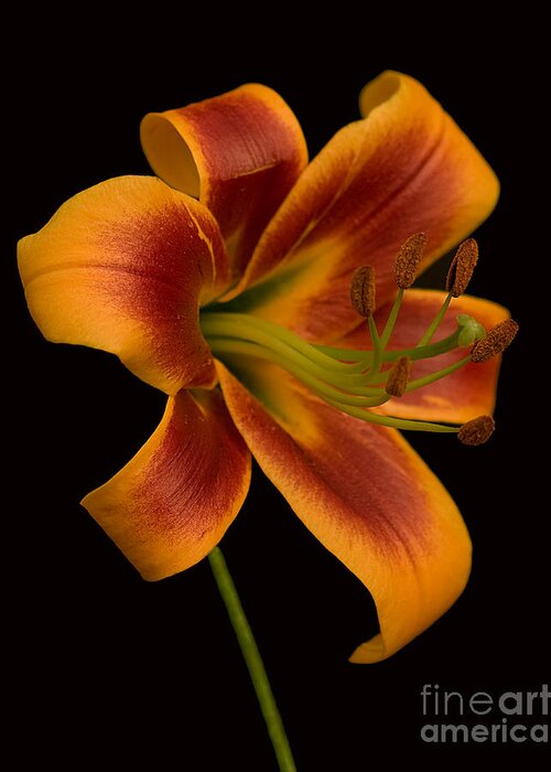 Lily Greeting Card featuring the photograph Orange Wonder by Robert Pilkington