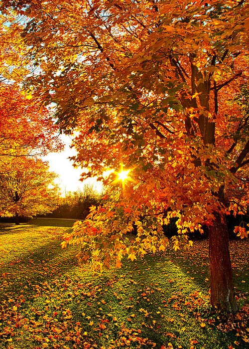 Autumn Greeting Card featuring the photograph Orange You Glad by Phil Koch