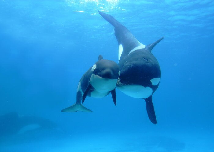 Mp Greeting Card featuring the photograph Orca Mother And Newborn by Hiroya Minakuchi