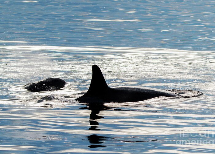 Orca Greeting Card featuring the photograph Orca Pair by Michael Dawson