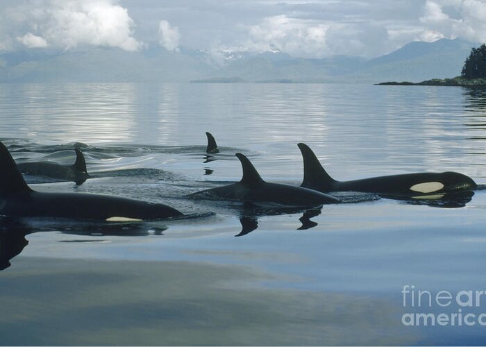 00079478 Greeting Card featuring the photograph Orca Pod Johnstone Strait Canada by Flip Nicklin